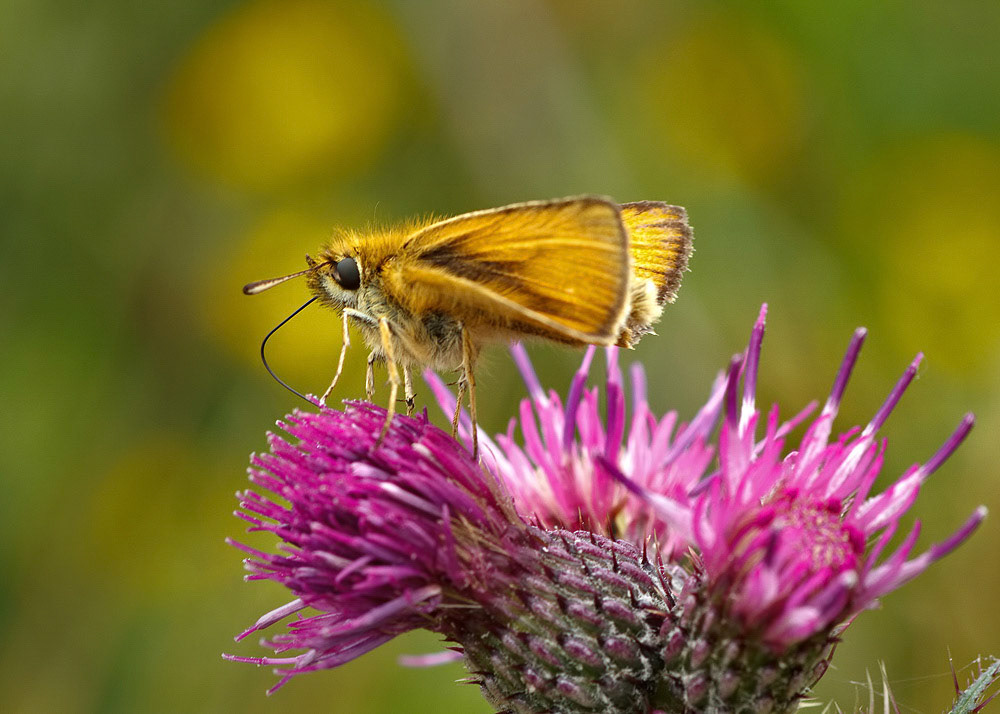 Essex Skipper