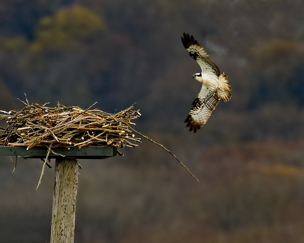 Osprey