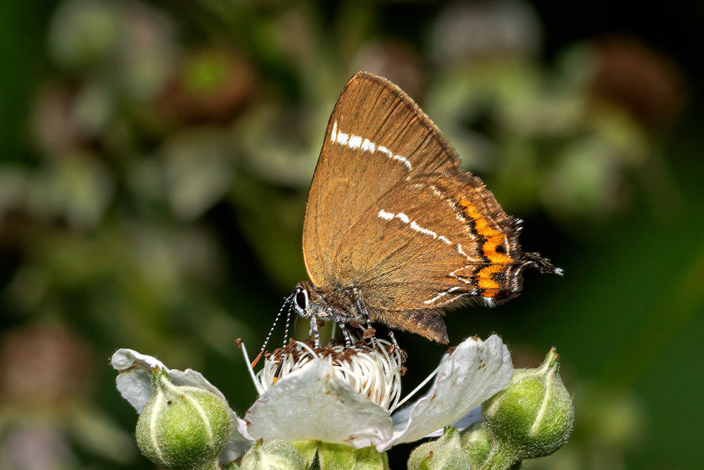 White-letter Hairstreak
