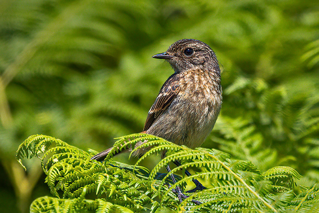 Stonechat