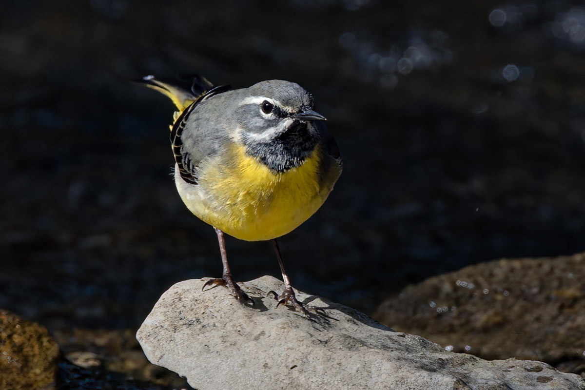 Grey Wagtail