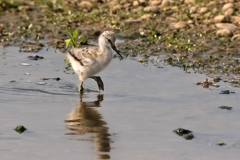 Avocet