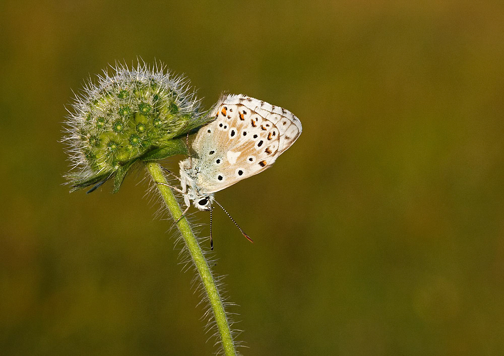 Chalkhill Blue