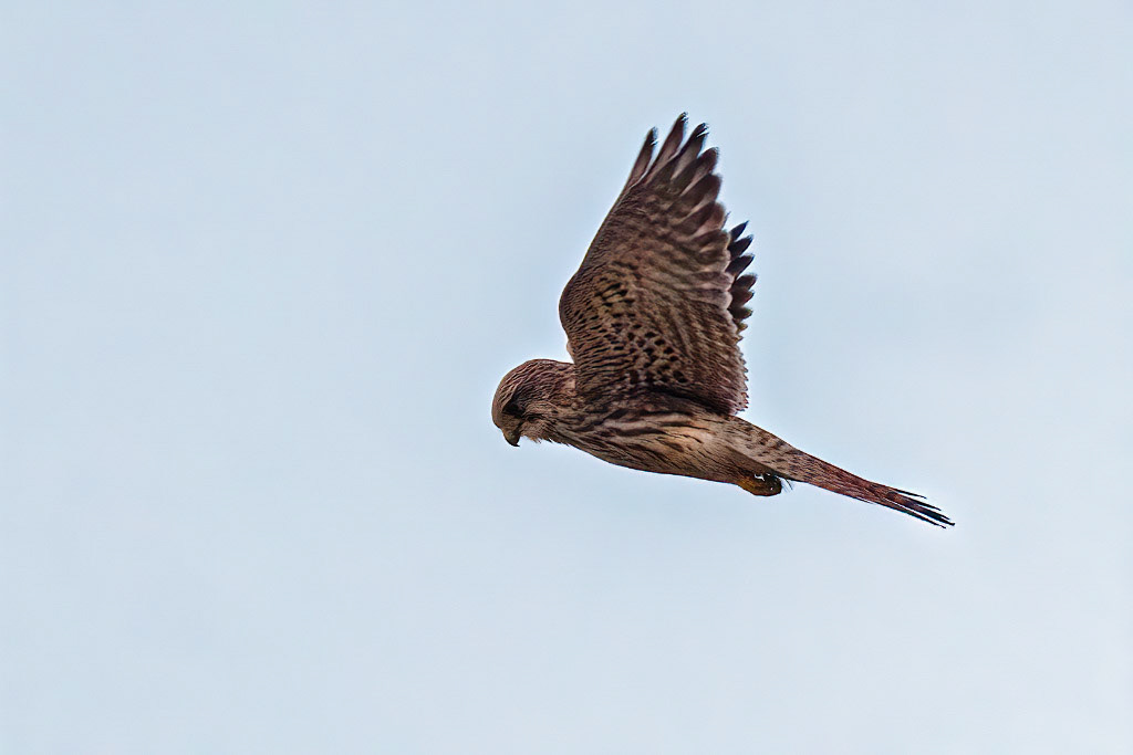 Kestrel