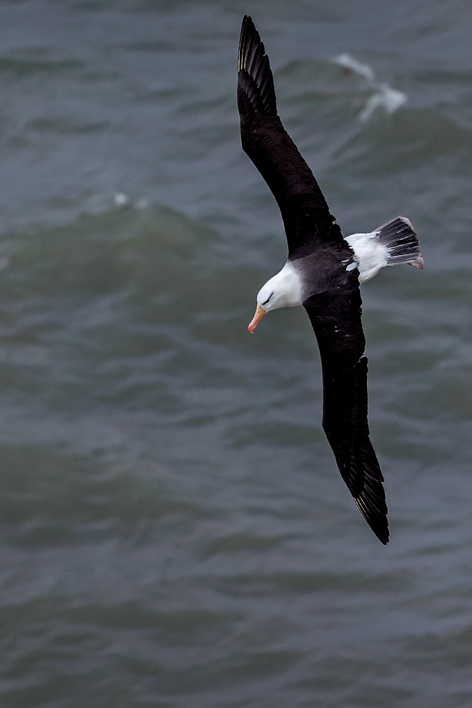 Black-browed Albatross