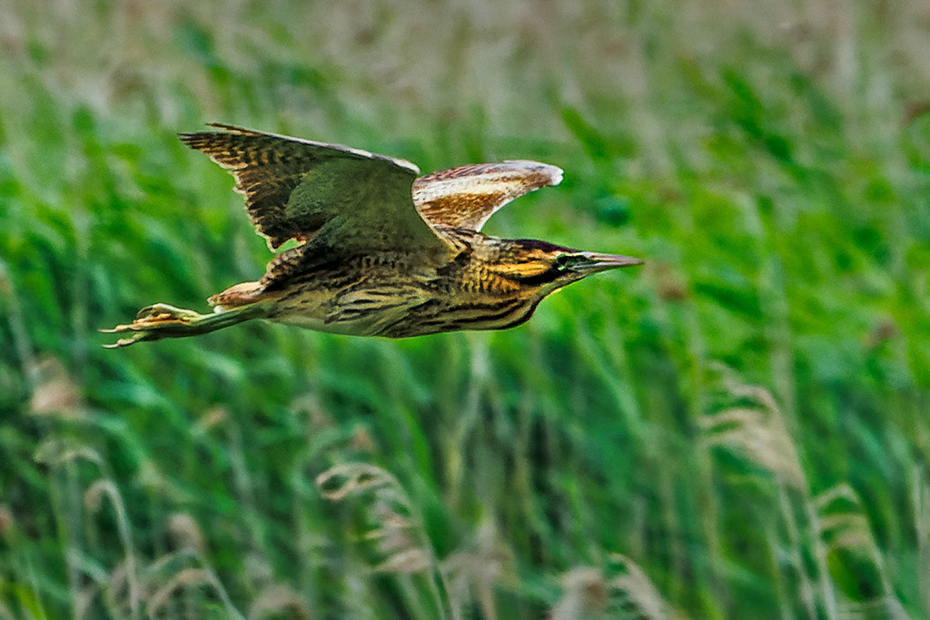 Bittern