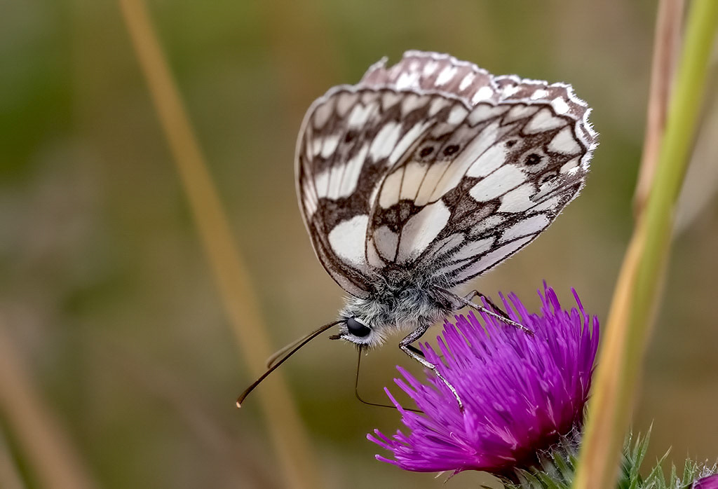 Marbled White