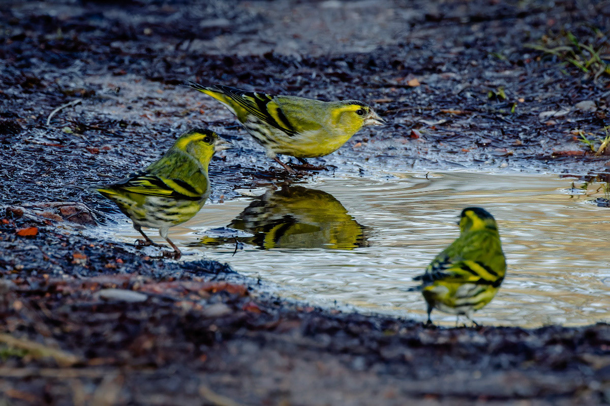 Siskin