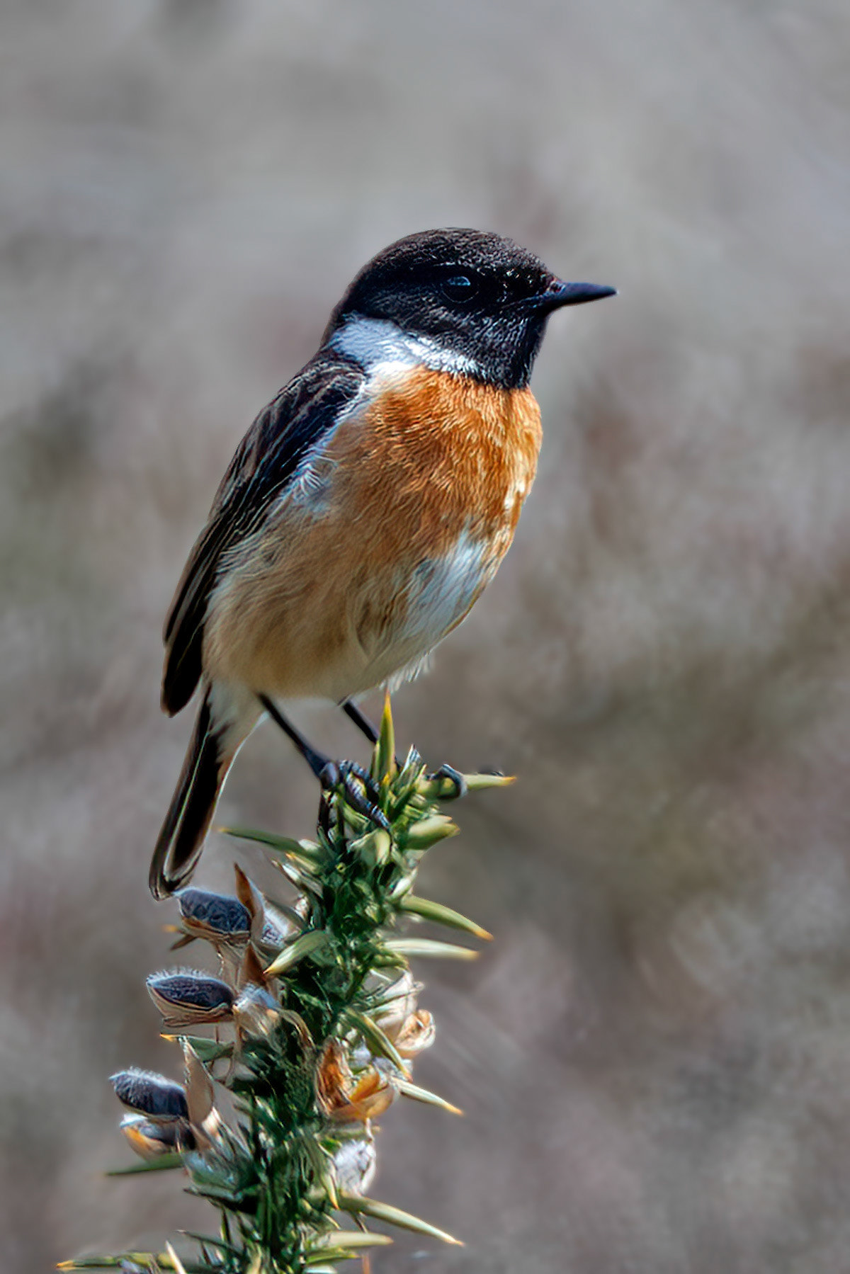 Stonechat