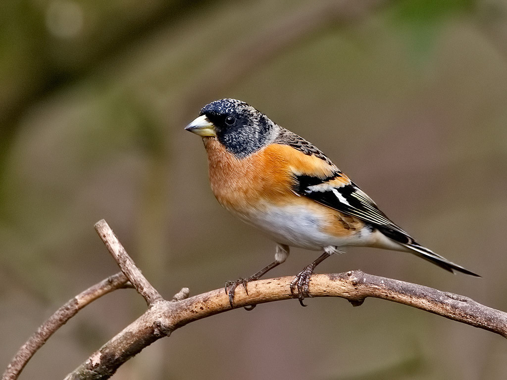 Brambling