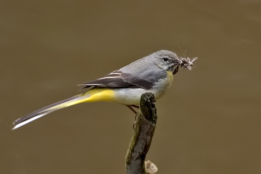 Grey Wagtail