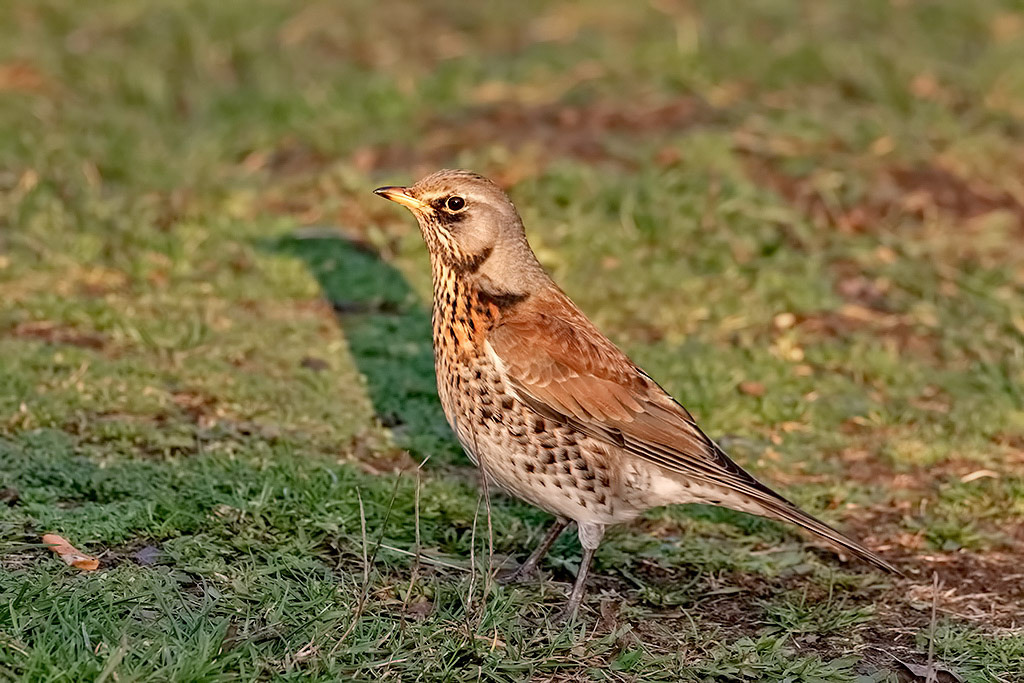 Fieldfare