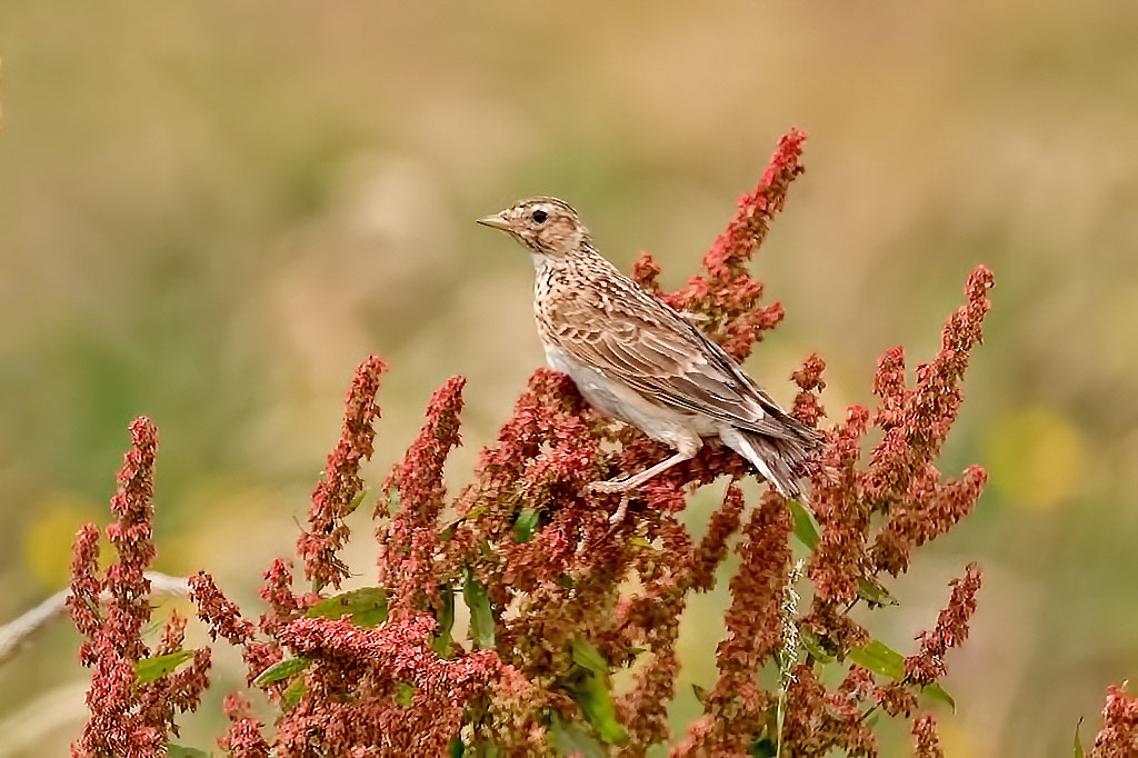 Skylark