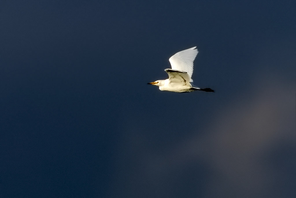 Western Cattle Egret