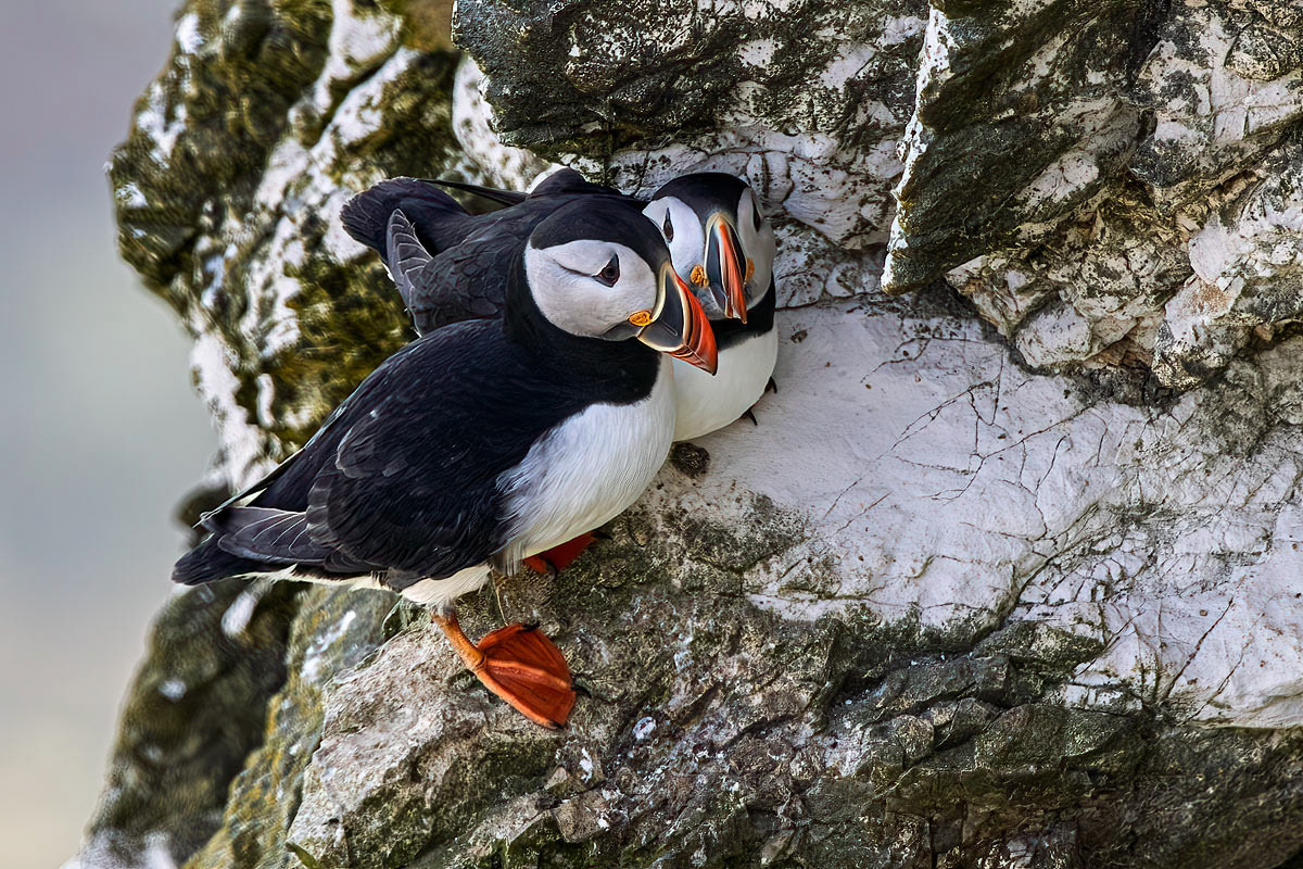 Puffin