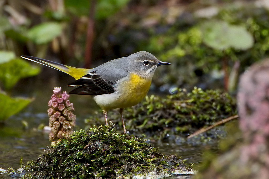 Grey Wagtail