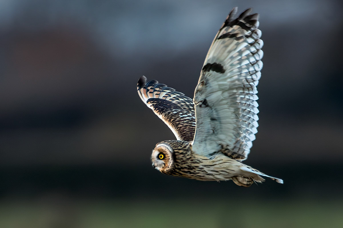 Short-eared Owl