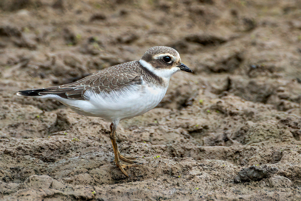Ringed Plover