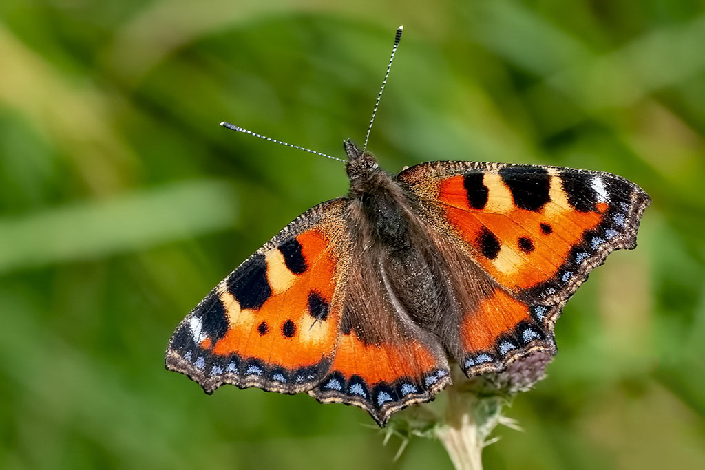 Small Tortoiseshell
