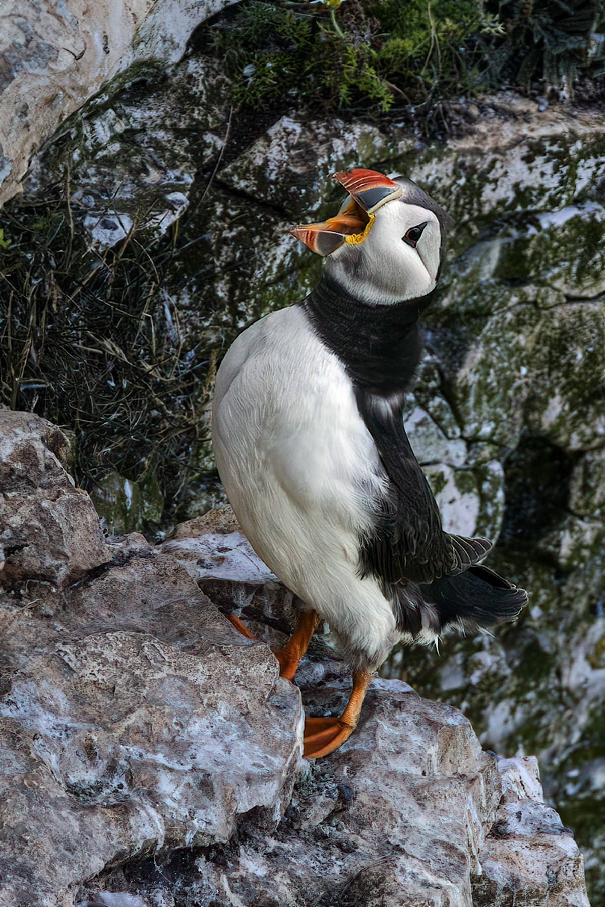 Puffin