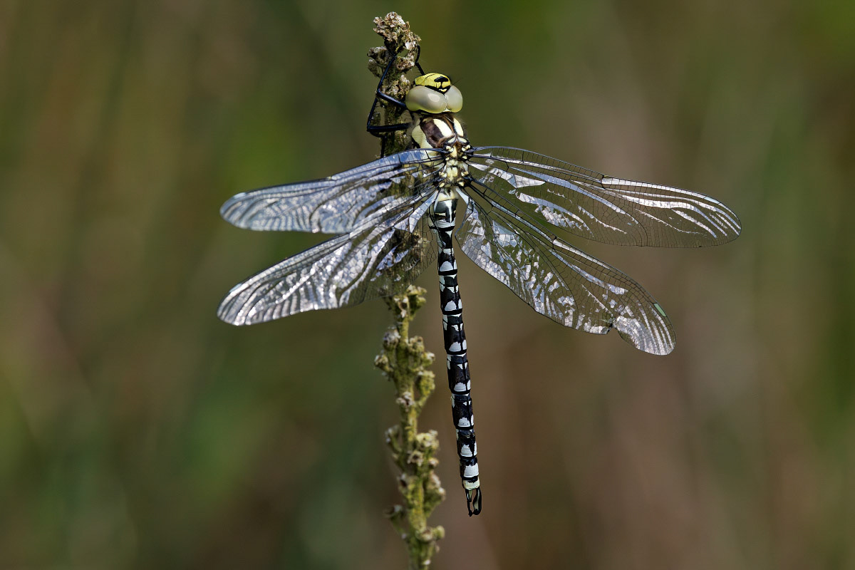 Southern Hawker