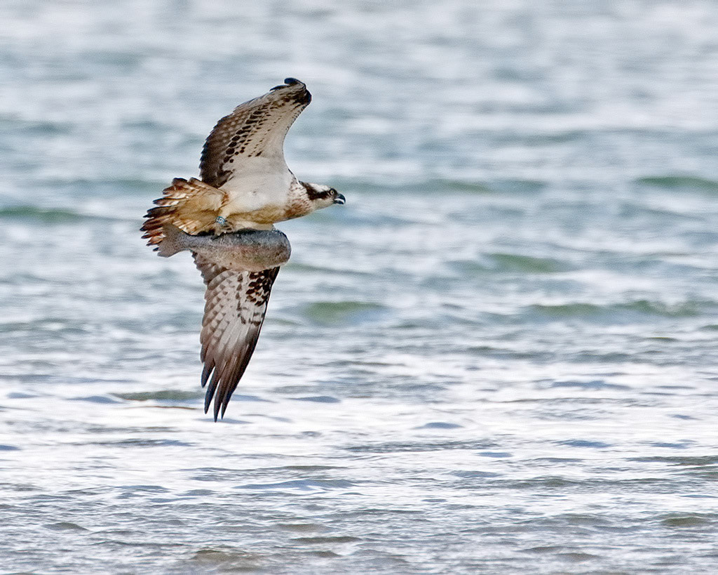 Osprey