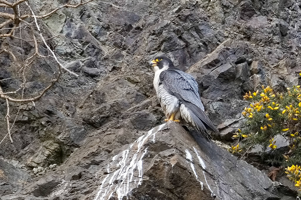 Peregrine