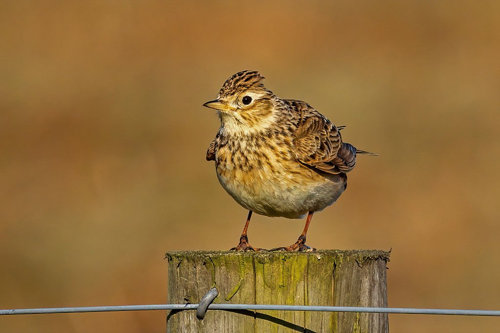 Skylark