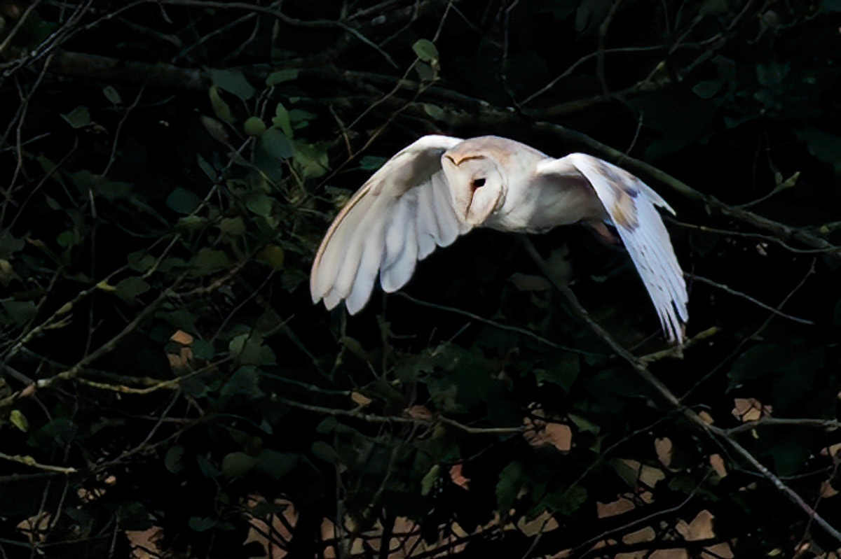 Barn Owl
