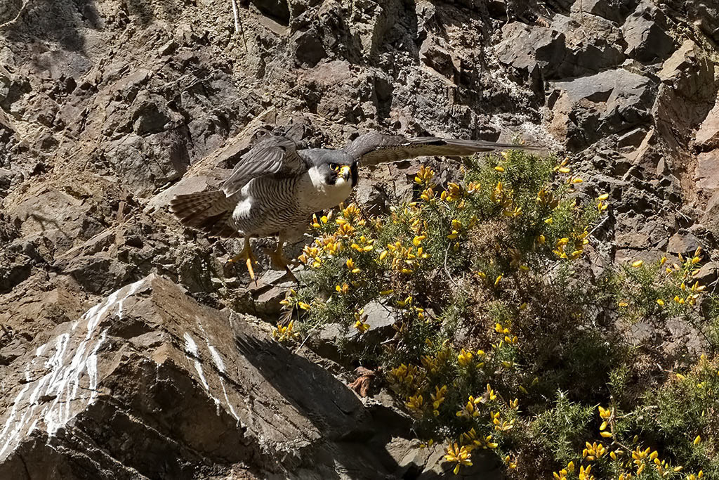 Peregrine