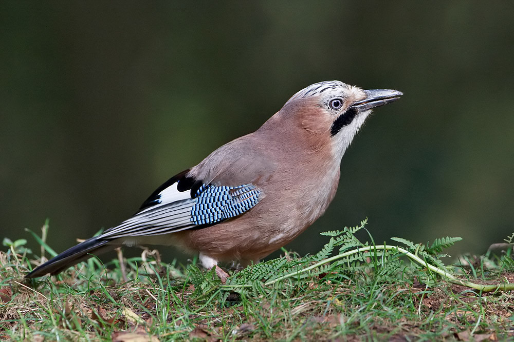 Jay