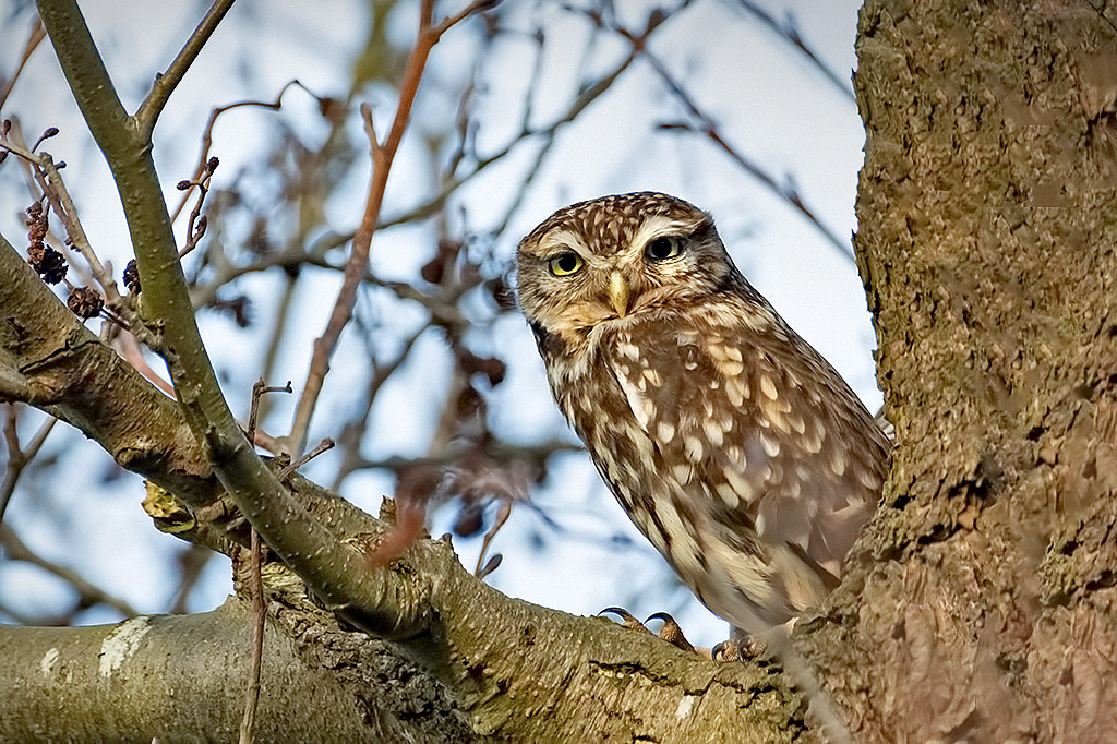 Little Owl