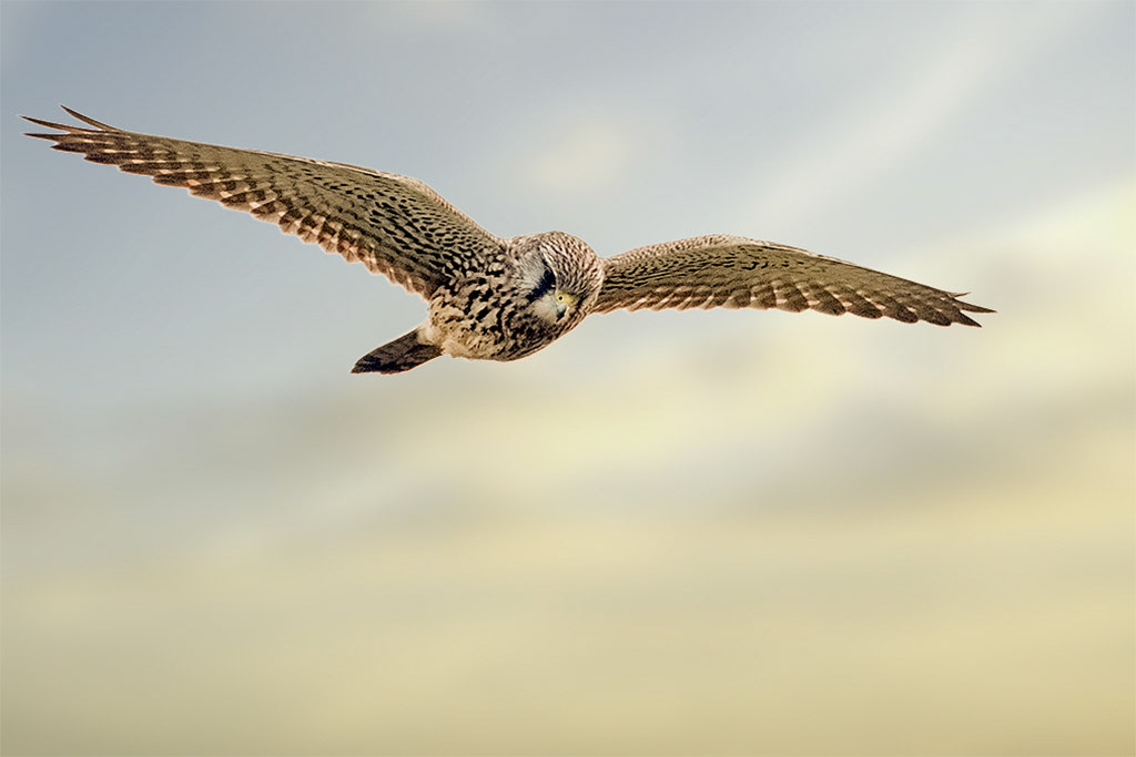 Kestrel