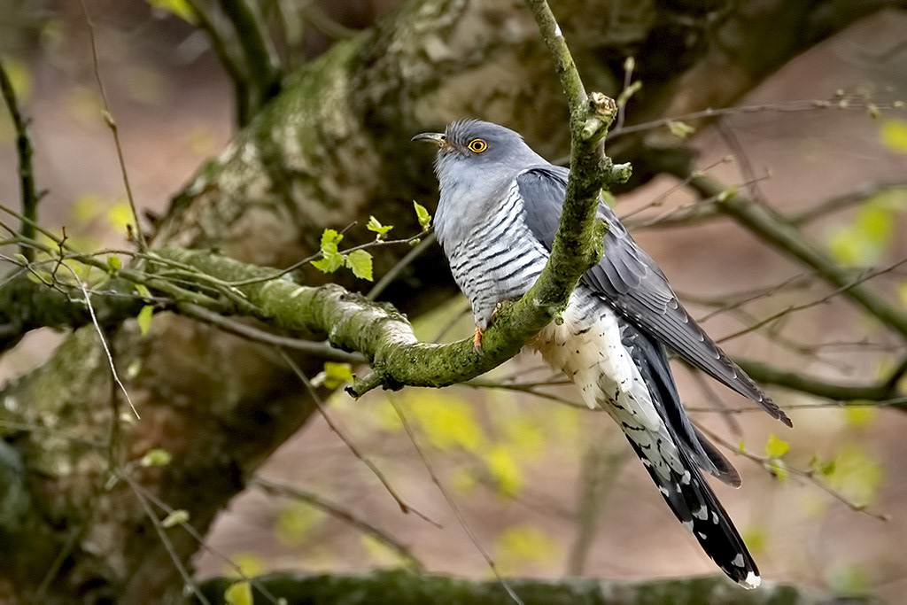Cuckoo