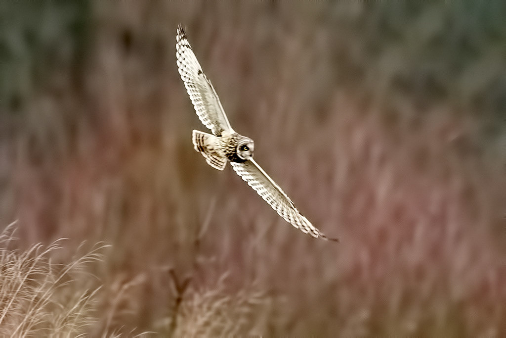 Short-eared Owl