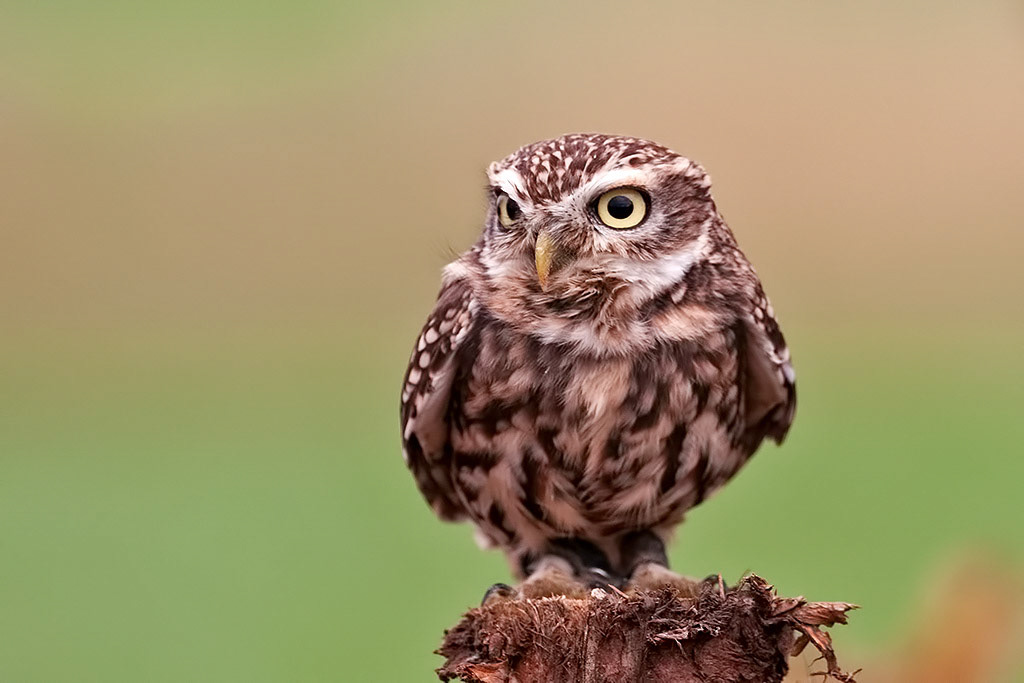 Little Owl
