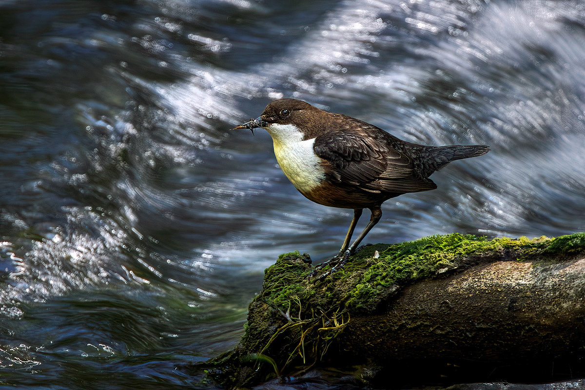 Dipper