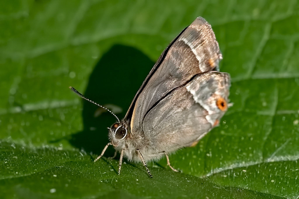 Purple Hairstreak