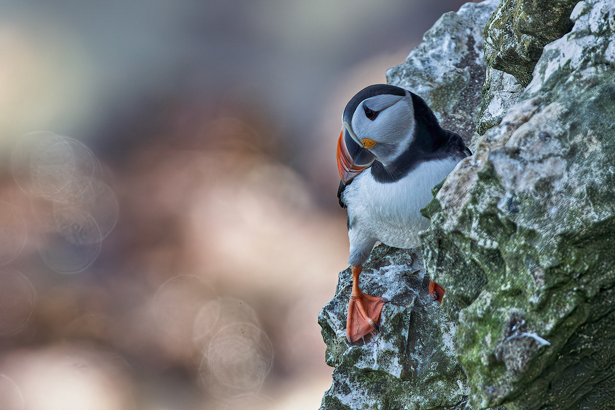 Puffin
