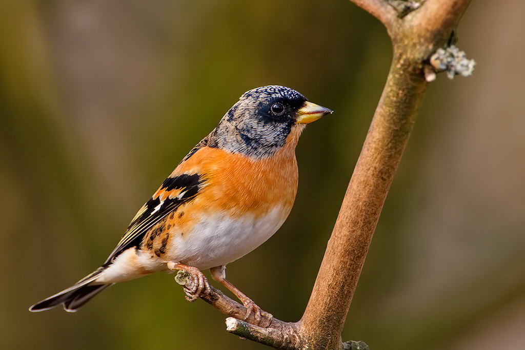 Brambling