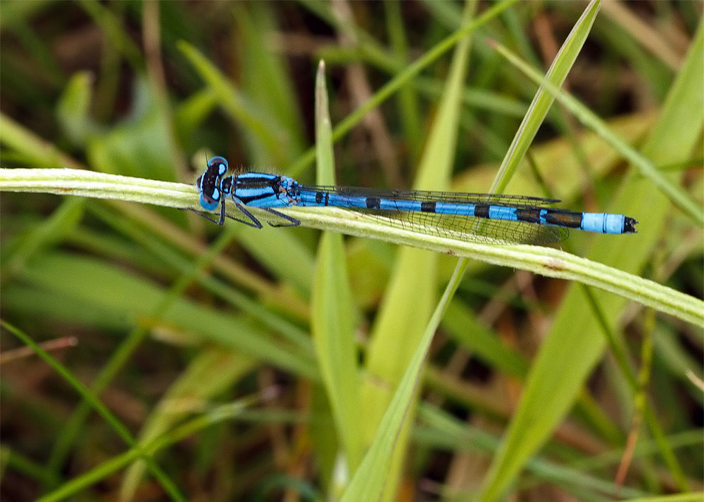 Common Blue Damselfly
