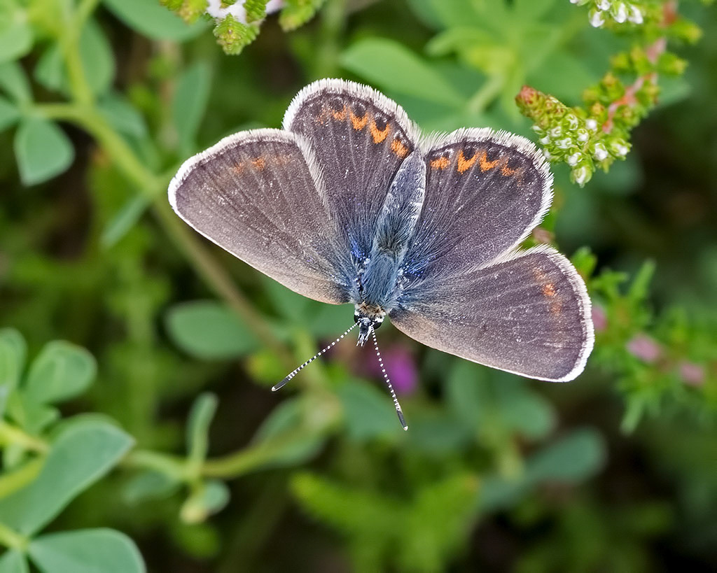 Silver-studded Blue