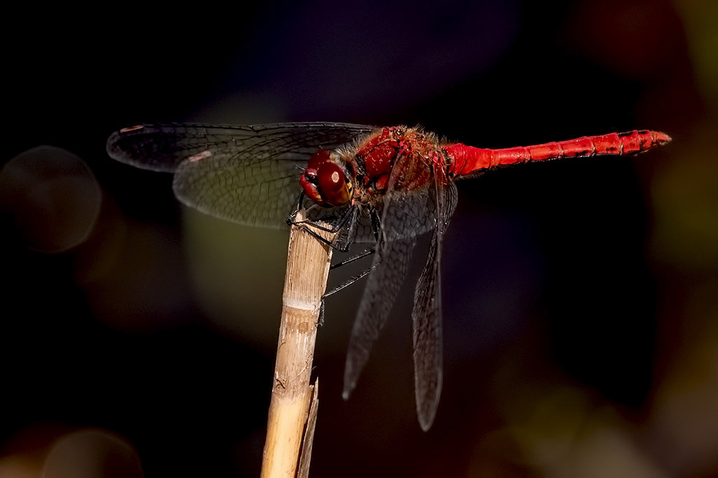 Ruddy Darter