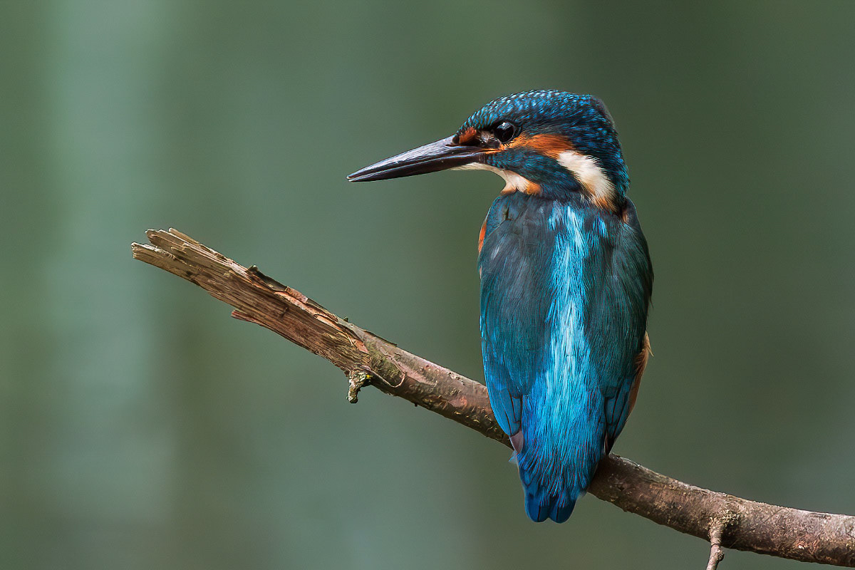 Kingfisher
