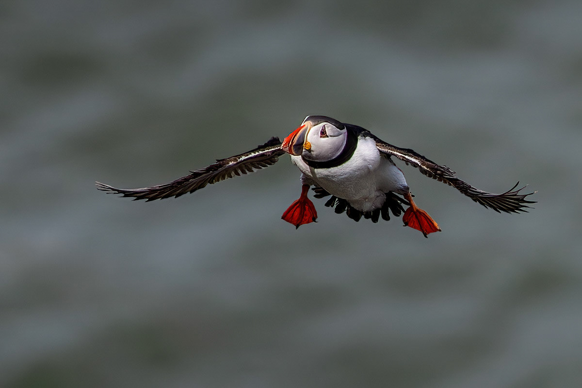 Puffin