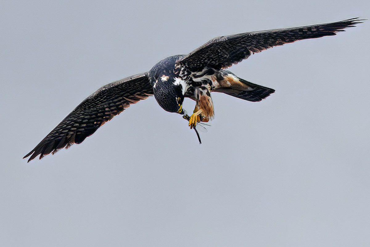 Hobby
