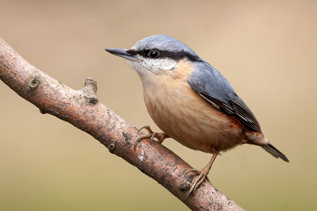 Nuthatch