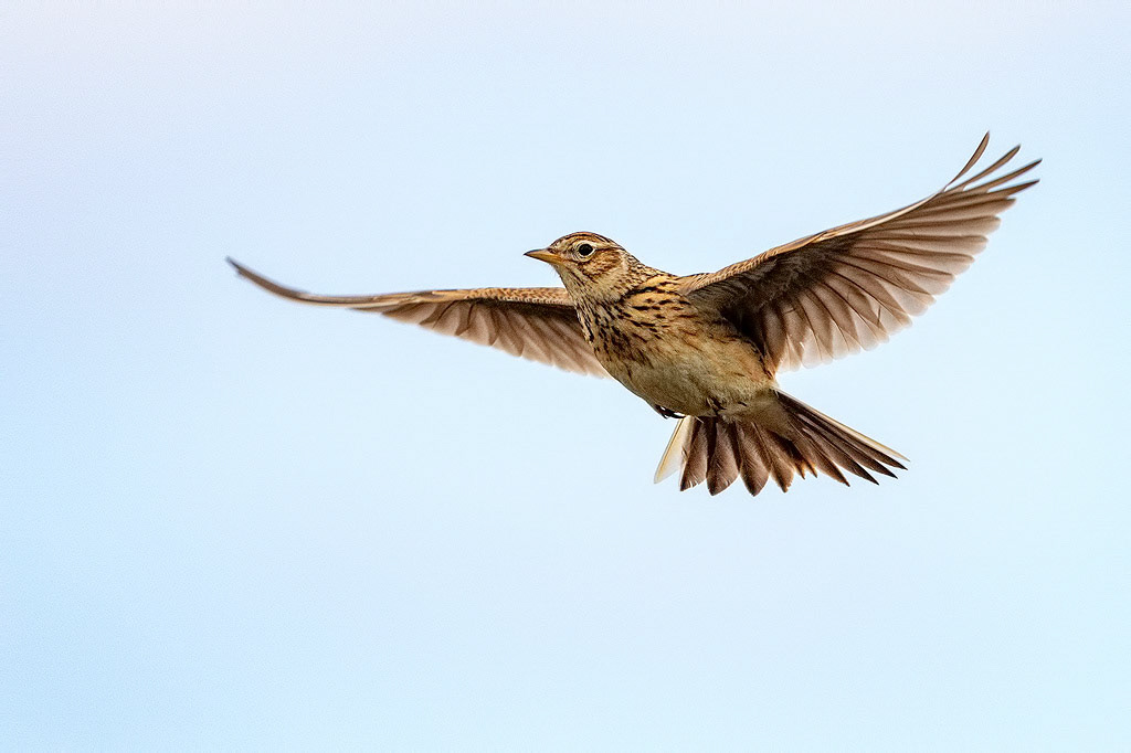 Skylark