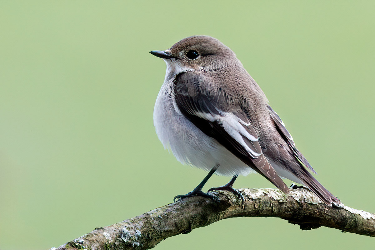 Pied Flycatcher