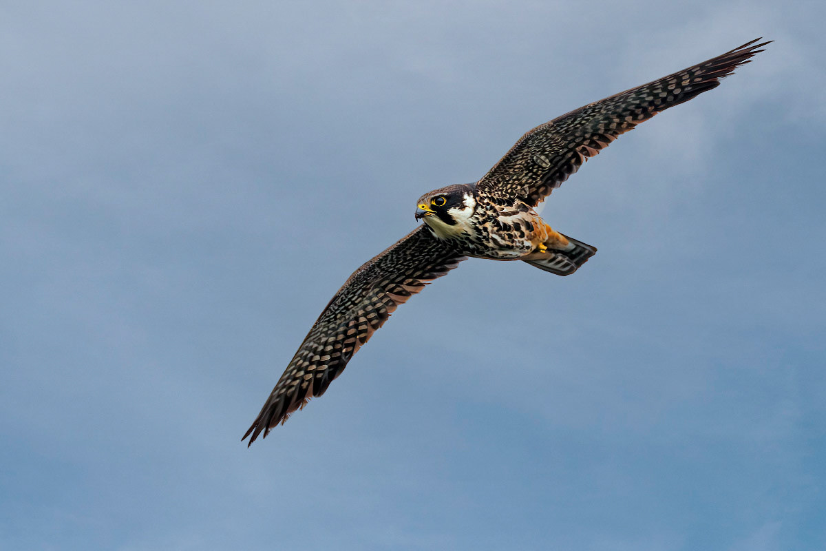 Hobby